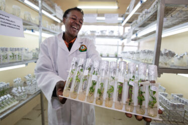 IITA’s Morag Ferguson and her team are eliminating viruses from cassava germplasm so that it can safely be transported from Kenya to IITA’s main genebank in Nigeria. Morag’s team is working with KEPHIS, Kenya Plant Health Inspectorate Service, to develop protocols that will lead to ensuring cassava germplasm is free of diseases and can be stored in genebanks so that we can safeguard cassava diversity forever. In photo, Theresa Nyokabi of KEPHIS holds a rack of tubes in the growth room. Photo: Michael Major/Crop Trust