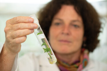 IITA’s Morag Ferguson and her team are eliminating viruses from cassava germplasm so that it can safely be transported from Kenya to IITA’s main genebank in Nigeria. Morag’s team is working with KEPHIS, Kenya Plant Health Inspectorate Service, to develop protocols that will lead to ensuring cassava germplasm is free of diseases and can be stored in genebanks so that we can safeguard cassava diversity forever. Photo: Michael Major/Crop Trust