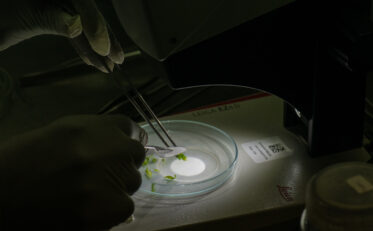Meristem tips are carefully cut from thermotherapy-treated shoots using a microscope. Photo: Michael Major/Crop Trust