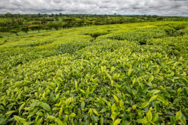 Plucking tea at Unilever plantation in Kericho, Kenya. Photo: Michael Major/Crop Trust