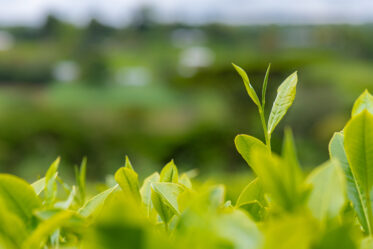 Plucking tea at Unilever plantation in Kericho, Kenya. Photo: Michael Major/Crop Trust