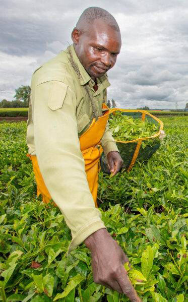 Plucking tea at Unilever plantation in Kericho, Kenya. Photo: Michael Major/Crop Trust