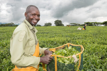 Plucking tea at Unilever plantation in Kericho, Kenya. Photo: Michael Major/Crop Trust