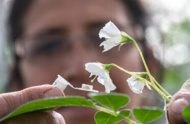 CWR Project "Cross of selected clones introduced from INIA Uruguay during Phase 1 with local varieties and advanced adopted CIP-bred breeding clones with heat tolerance'. Huancayo greenhouse, Peru. International Potato Center. Photo: Michael Major for Crop Trust