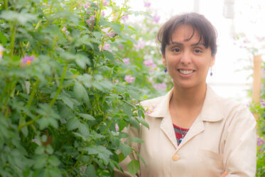 Monica Santayana, CIP. 'Flowering and reproductive traits evaluation of pre-breeding genotypes with new sources of disease resistance and long photoperiod response'. Photo: Michael Major for Crop Trust