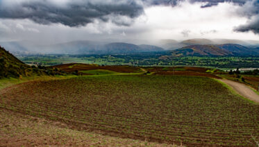 Field trials of two crop wild relative-derived clones in farmers' fields near Huancayo, Peru. Photo: Michael Major for Crop Trust