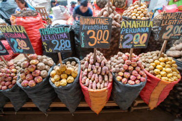 Potato diversity in Huancayo central market. Photo: Michael Major for Crop Trust