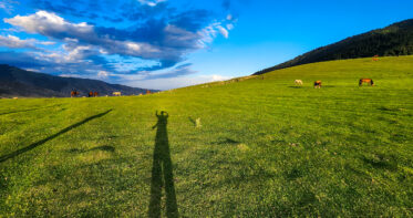 Horses grazing in jailoo grasslands, Kyrgyzstan