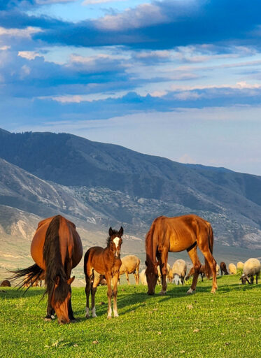 Horses grazing in jailoo grasslands, Kyrgyzstan