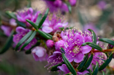 Hypocalymma robustum, the Swan River myrtle, is a species of shrub in the myrtle family Myrtaceae. It is endemic to the south west region of Western Australia.