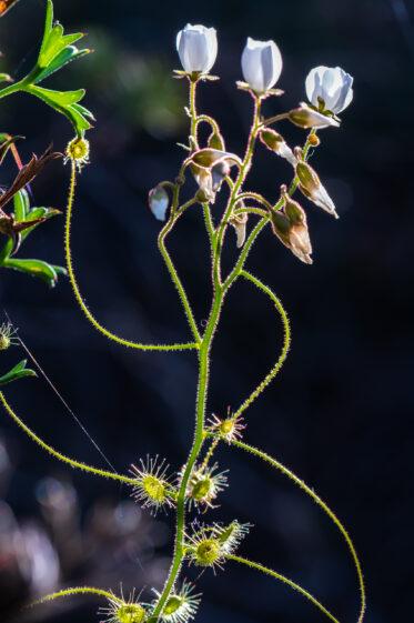 Drosera macrantha, the bridal rainbow, is a scrambling or climbing perennial tuberous species in the carnivorous plant genus Drosera that is endemic to Western Australia.