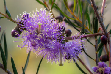 Melaleuca radula, commonly known as graceful honey-myrtle, is a plant in the myrtle family, Myrtaceae and is endemic to the south-west of Western Australia. It is an open, spreading shrub with narrow leaves, profuse pink or purple flowers in late winter and smooth, almost spherical fruits.