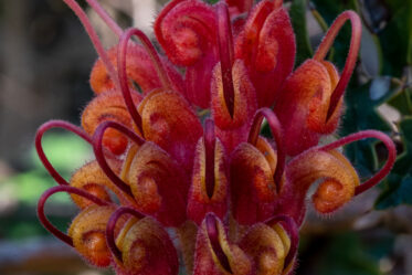 Grevillea bipinnatifida, also known as fuchsia grevillea, is a shrub which is endemic to Western Australia.