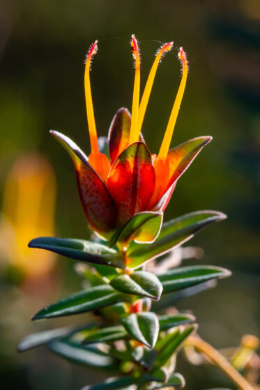 Lemon scented myrtle (Darwinia citriodora, Myrtaceae family) growing in a reserve in Australia. It is endemic to the south-west of Western Australia.