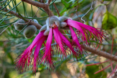 Calothamnus rupestris, commonly known as mouse ears or granite net-bush, is a plant in the myrtle family, Myrtaceae and is endemic to the south-west of Western Australia. It is a shrub or small tree with short, stiff, prickly leaves and pink to red flowers in spring.