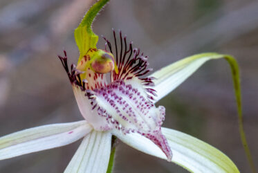Caladenia splendens, commonly known as the splendid spider orchid, or splendid white spider orchid is a species of orchid endemic to the south-west of Western Australia. It has a single erect, hairy leaf and up to three mostly white flowers with a fringe of long teeth on the sides of the labellum.