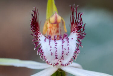 Caladenia splendens, commonly known as the splendid spider orchid, or splendid white spider orchid is a species of orchid endemic to the south-west of Western Australia. It has a single erect, hairy leaf and up to three mostly white flowers with a fringe of long teeth on the sides of the labellum.