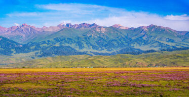 Karkara Valley at about 2,000 metres in mid-July, looking east toward the Kungey Ala-Too Range of the Tien Shan. Summer rangeland bursts briefly into purple bloom, backed by forested slopes and high alpine rock along the Kazakh–Kyrgyz border.