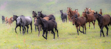 Horses in Kyrgyzstan
