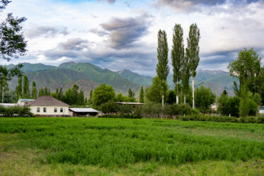 Smallholder alfalfa paddock in northeastern Kyrgyzstan