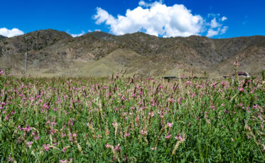 Sainfoil ('Onobrychis' spp.). Crop Trust sponsored visit to Kazakhstan and Kyrgyzstan from 15-28 July to document alfalfa pre-breeding project. Photo: Michael Major for Crop Trust