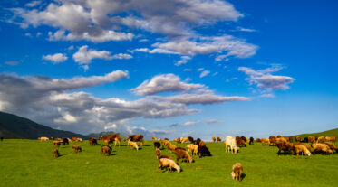 Sheep grazing in jailoo grasslands, Kyrgyzstan