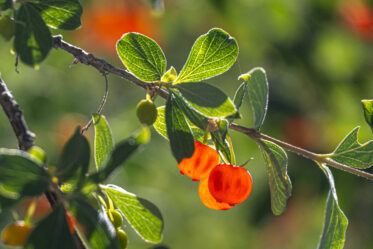 Ripening buckthorn ('Rhamnus' sp.) in Ala Archa National Park, south of Bishkek, mid-July.