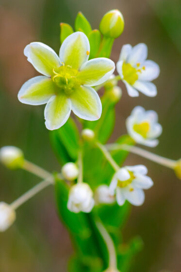 Phyllanthus calycinus, known as false boronia and snowdrop spurge, is a small shrub in the family Phyllanthaceae, which grows to heights from 20 cm to 1.2 m, often on sandy soils. It is found in both Western Australia and South Australia. In Western Australia its white-cream to pink flowers may be seen from June to January, and in South Australia, from May to October.