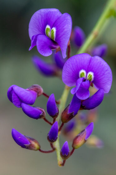 Hardenbergia comptoniana