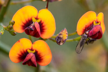 Marno ("Daviesia divaricata") is a shrub in the family Fabaceae. It is endemic to Western Australia.