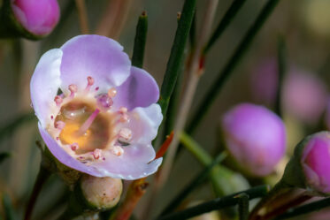 Chamelaucium uncinatum, the Geraldton waxflower, Geraldton wax, is a flowering plant endemic to Western Australia. The flowers (somewhat resembling those of the tea tree) last a relatively long time after cutting, making the plant popular in horticulture. It is widely cultivated throughout Australia, both in home gardens and in the cut flower industry. Purple-flowering cultivars have been developed.