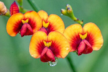Marno ("Daviesia divaricata") is a shrub in the family Fabaceae. It is endemic to Western Australia.