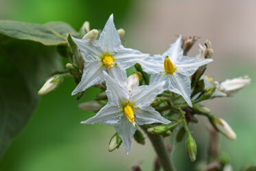 'Solanum torvum' (turkey berry) in flower and early fruit, Ashanti Region, Ghana (6°59'N 1°22'W). Star-shaped white corollas with fused yellow anthers characterise this pantropical Solanaceae shrub, widely valued in West African food systems as a vegetable and medicinal plant.
Photo: Michael Major for Crop Trust