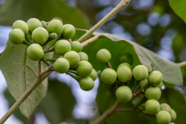 'Solanum torvum' (turkey berry) in flower and early fruit, Ashanti Region, Ghana (6°59'N 1°22'W). Star-shaped white corollas with fused yellow anthers characterise this pantropical Solanaceae shrub, widely valued in West African food systems as a vegetable and medicinal plant.
Photo: Michael Major for Crop Trust