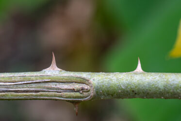 Sharp recurved prickles on the stem of 'Solanum torvum'g (abeduru), Ashanti Region, Ghana. These tough thorns are a reliable field identification feature — and a practical reason why farmers harvesting berries by hand learn quickly to work carefully through the dense shrub.
Photo: Michael Major for Crop Trust