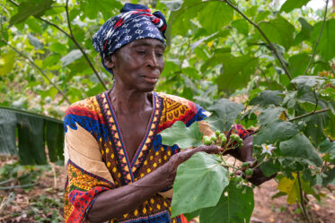 Dora Amsong Yeboah inspects Solanum torvum (abeduru) berries on her farm near Nsuta, Sekyere Central, Ashanti Region, Ghana. Dora protects volunteer plants that regenerate naturally on her inherited land — clearing around them, nurturing their growth, and harvesting recurring crops that provide meaningful cash income with virtually no inputs.
Photo: Michael Major for Crop Trust