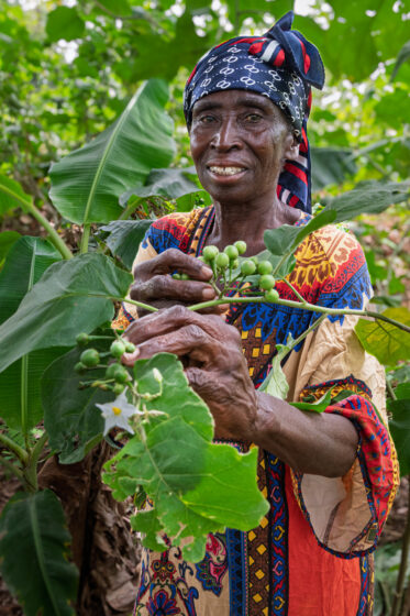 Dora Amsong Yeboah inspects Solanum torvum (abeduru) berries on her farm near Nsuta, Sekyere Central, Ashanti Region, Ghana. Dora protects volunteer plants that regenerate naturally on her inherited land — clearing around them, nurturing their growth, and harvesting recurring crops that provide meaningful cash income with virtually no inputs.
Photo: Michael Major for Crop Trust