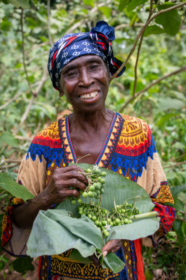 Dora Ansong Yeboah, a farmer in the Ashanti Region of Ghana displays freshly harvested 'Solanum torvum' (abeduru) berries cradled in a banana leaf. The leaf serves as a traditional, zero-waste collection vessel — one small detail in an agricultural knowledge system refined across generations.
Photo: Michael Major for Crop Trust