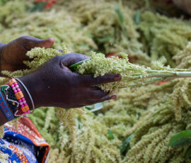 Photo: Michael Major for Crop Trust