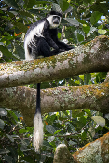 A black-and-white colobus monkey (Colobus guereza) rests in the canopy of the National Botanic Gardens, Entebbe, Uganda. One of Africa's most visually striking primates, the species is distinguished by its long white mantle and flowing tail.