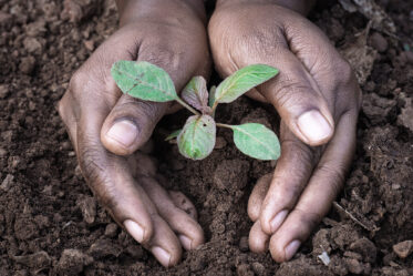 Hands cup a young red amaranth seedling at the Iowa State University Uganda Program farm, Kamuli District, Uganda.
Photo: Michael Major for Crop Trust