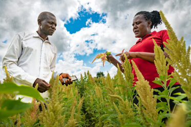 Agronomist Moureen Mbaiza of the Iowa State University Uganda Program (ISU-UP) examines a grain amaranth panicle with farmer Robert Banji in his field near Kamuli, eastern Uganda. Mbaiza's work bridges the gap between amaranth's "superfood" reputation and the practical agronomy that makes it real – seed multiplication, roguing out off-type plants, drying, threshing and meeting the quality standards buyers expect. The pink-tinged head she is holding is the kind of detail that matters in seed-multiplication fields, where red and purple off-types must be kept out of cream and white seed lots. With written field protocols still scarce, farmer-to-farmer training like this remains the main line of quality control.
Photo: Michael Major for Crop Trust