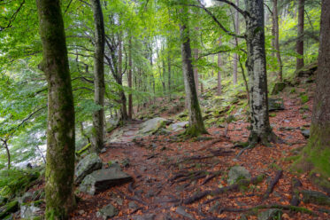 Forest path near Ponte dei Salti, a 17th century double arch bridge, in the village of Lavertezzo in the Verzasca Valley of the Swiss canton of Ticino.