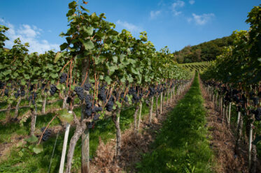 Pinot Noir grapes growing in Ahr Valley, Germany seen from 'Rotweinwanderweg' - the Red Wine Hike Trail