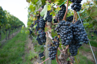 Pinot Noir grapes growing in Ahr Valley, Germany seen from 'Rotweinwanderweg' - the Red Wine Hike Trail