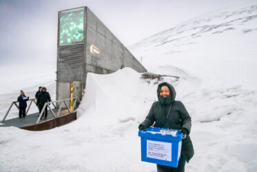 Éliane Ubalijoro, Chief Executive Officer of the Center for International Forestry Research and World Agroforestry (CIFOR-ICRAF) and Director General of ICRAF.
Deposit ceremony featuring BOLD WP4 partners on 25 February 2025.
BOLD WP4 closing visit to the Svalbard Global Seed Vault, 24-26 February 2025.
Photo: Michael Major for Crop Trust